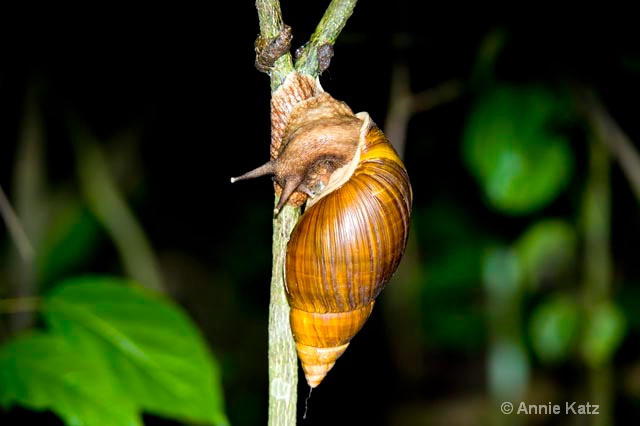 snail at night - ID: 9169560 © Annie Katz