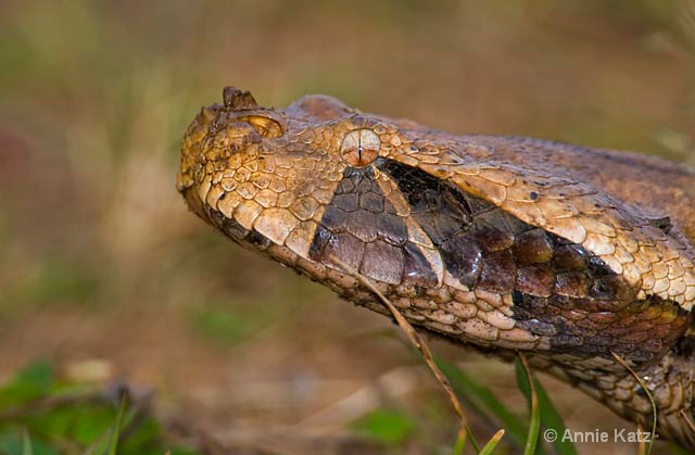 A Gabon Viper - ID: 9169564 © Annie Katz