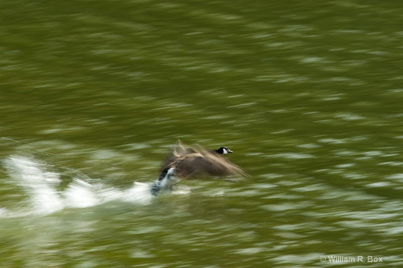 Candian Goose, Cowan Lake, Ohio