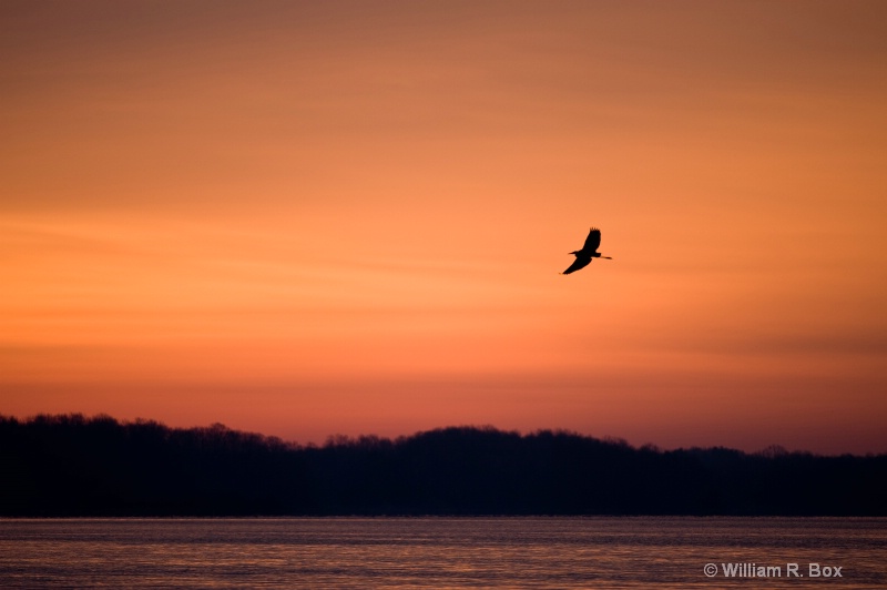 Great Blue Heron, Cowan Lake, Ohio
