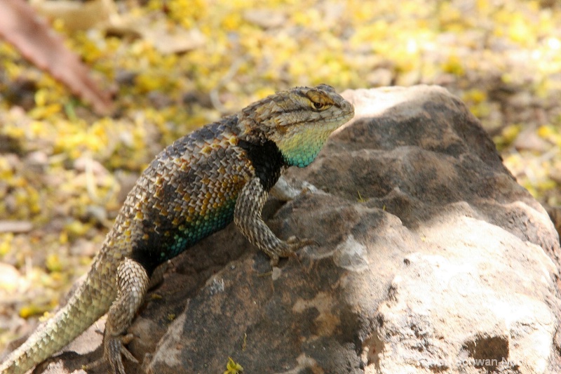 Desert Spiny Lizard - ID: 9170994 © Raven Schwan-Noble