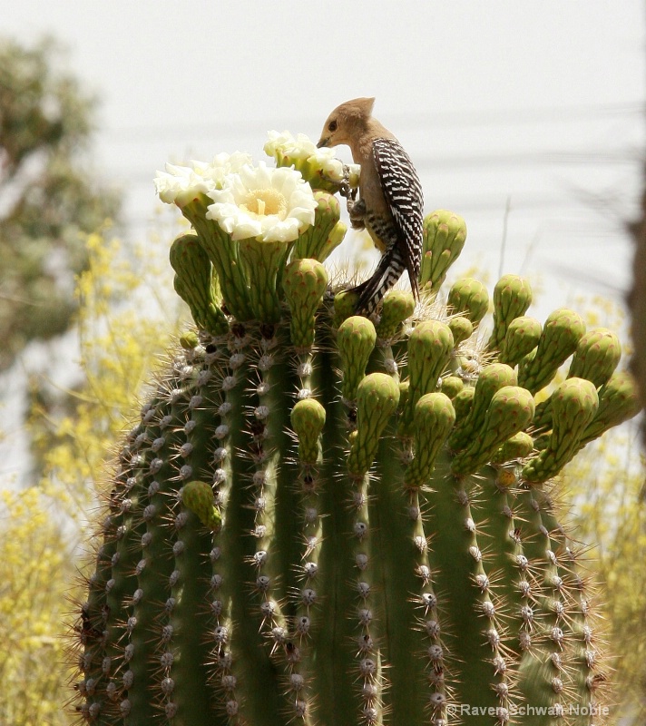 Gila Woodpecker on Saguaro Cactus - ID: 9170998 © Raven Schwan-Noble