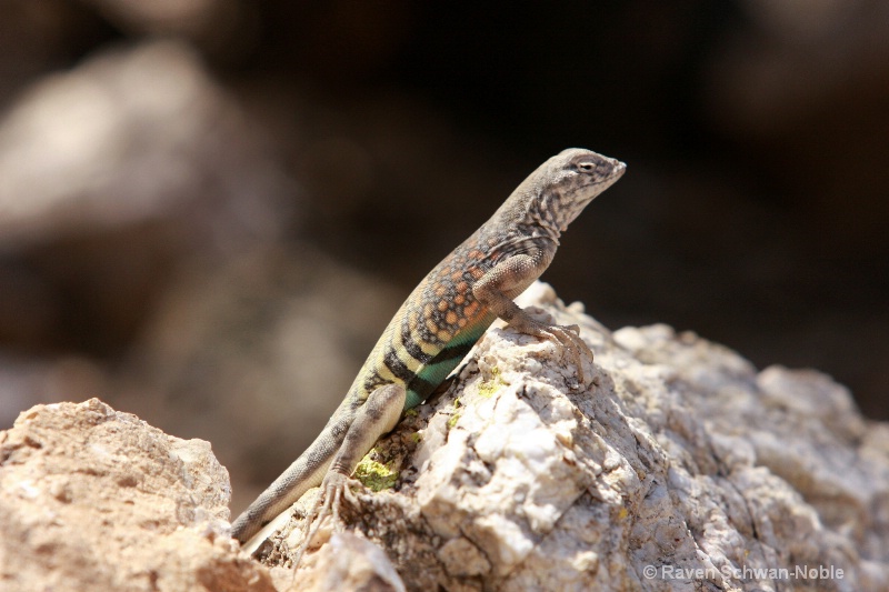 Great Earless Lizard - ID: 9171086 © Raven Schwan-Noble