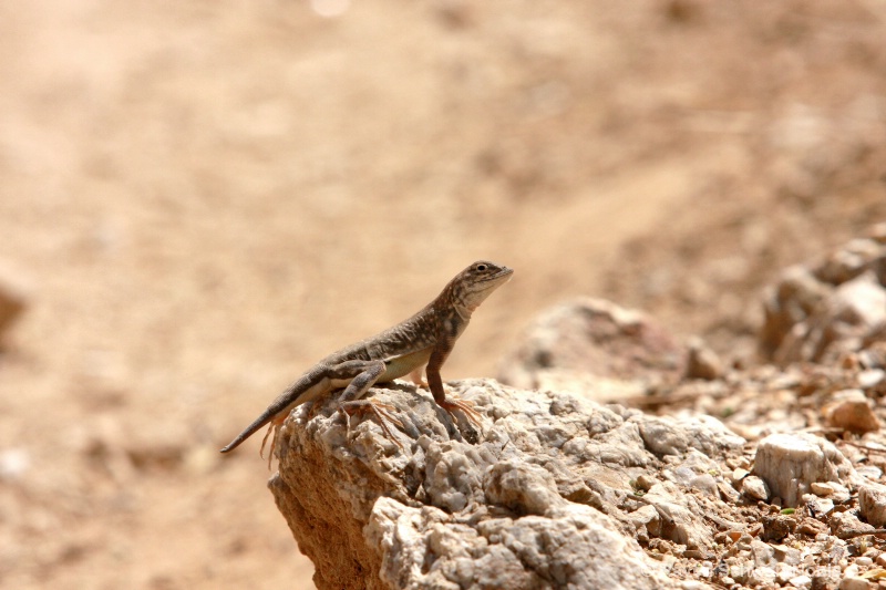 Great Earless Lizard - ID: 9171092 © Raven Schwan-Noble