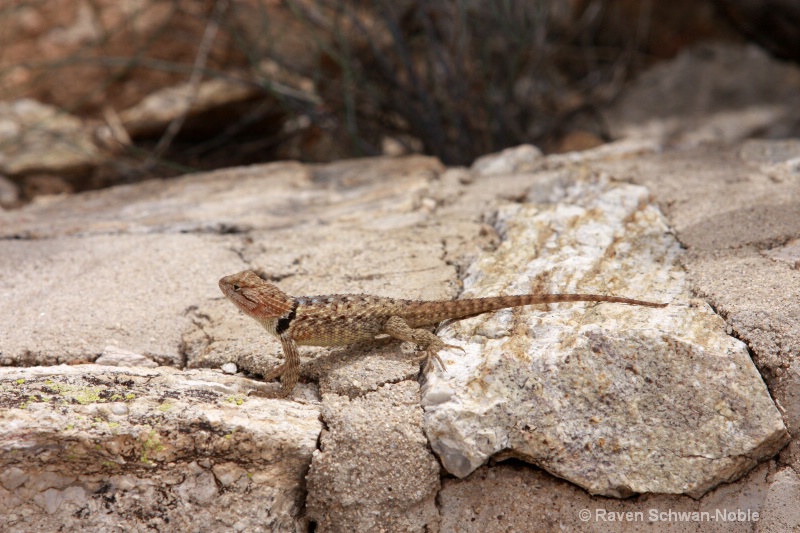 Collared Lizard - ID: 9171109 © Raven Schwan-Noble