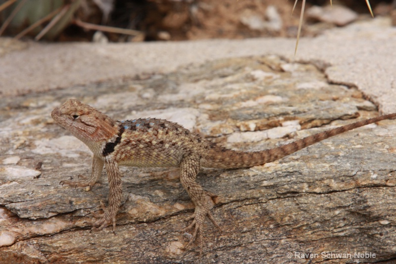 Collared Lizard - ID: 9171114 © Raven Schwan-Noble