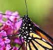 My last Monarch o...