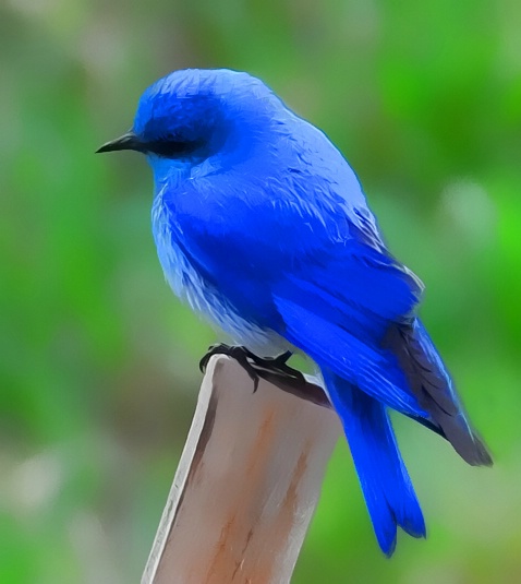 mountain blue bird