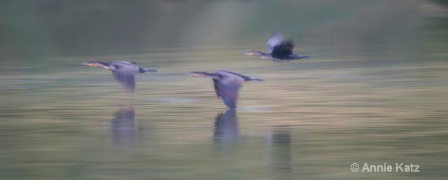 blurred birds - ID: 9174139 © Annie Katz