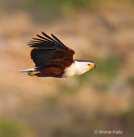 fish eagle in flight 2 - ID: 9174148 © Annie Katz