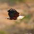 © Annie Katz PhotoID # 9174148: fish eagle in flight 2