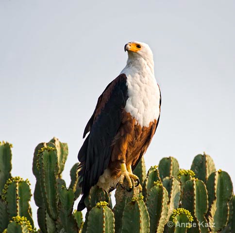 fish eagle on cactus tree - ID: 9174151 © Annie Katz