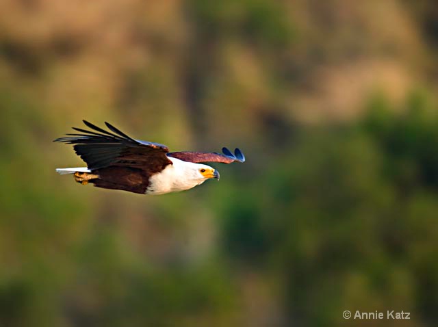 fish eagle - ID: 9174154 © Annie Katz