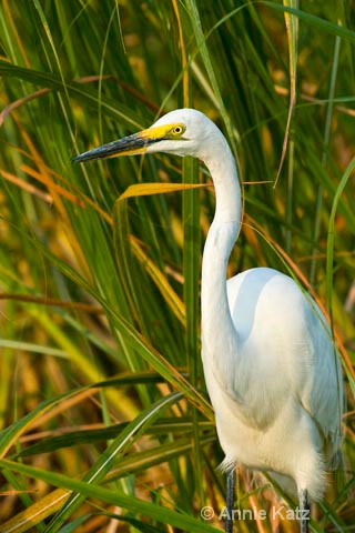great egret - ID: 9174161 © Annie Katz