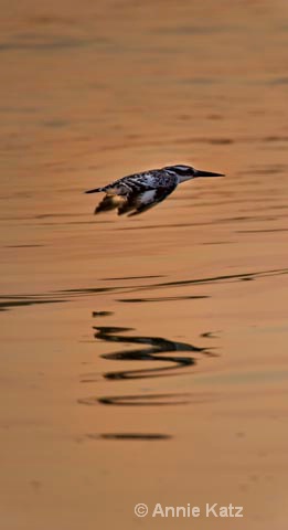 kingfisher on the fly - ID: 9174166 © Annie Katz