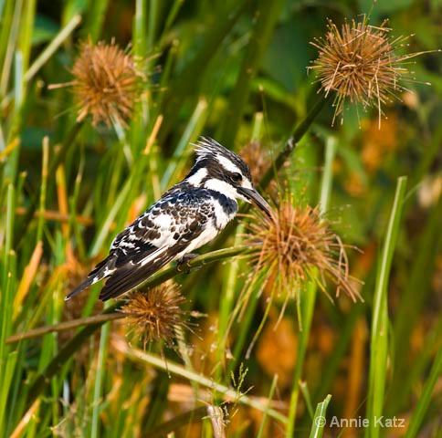 pied kingfisher - ID: 9174170 © Annie Katz