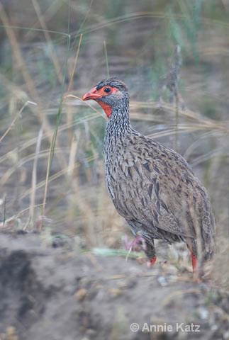 red-necked spurfowl - ID: 9174171 © Annie Katz