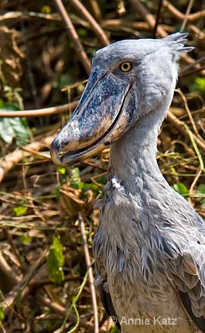 shoe-billed stork  captive  - ID: 9174172 © Annie Katz