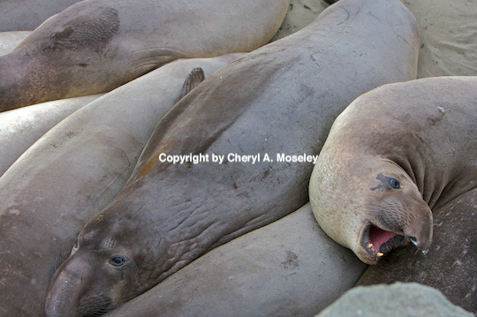 Elephant Seals on California coast - ID: 9175271 © Cheryl  A. Moseley