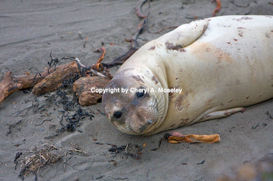 Elephant Seal on California coast - ID: 9175272 © Cheryl  A. Moseley
