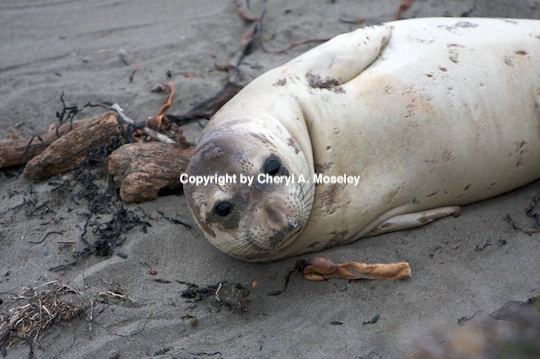 Elephant Seal on California coast - ID: 9175273 © Cheryl  A. Moseley