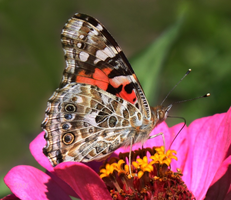 Painted Lady - ID: 9175649 © Theresa Marie Jones