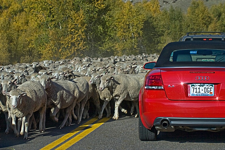 HEY EWE, GET OUT OF MY WAY!