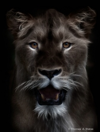The Dark Lioness