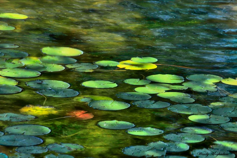 Painted Lillies