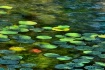 Painted Lillies