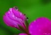 Dew the Pink