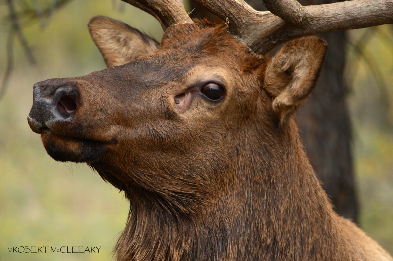 Portrait of an Elk