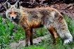 foxxy