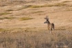 White-tailed Buck