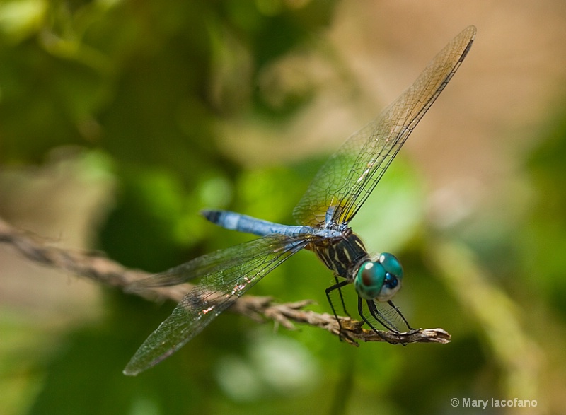 Good Luck Dragonfly