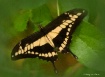 Painted Lady