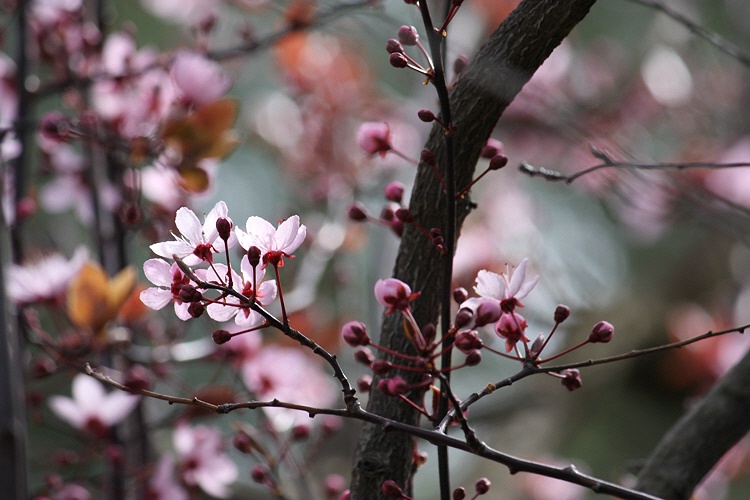 Flowering plum tree