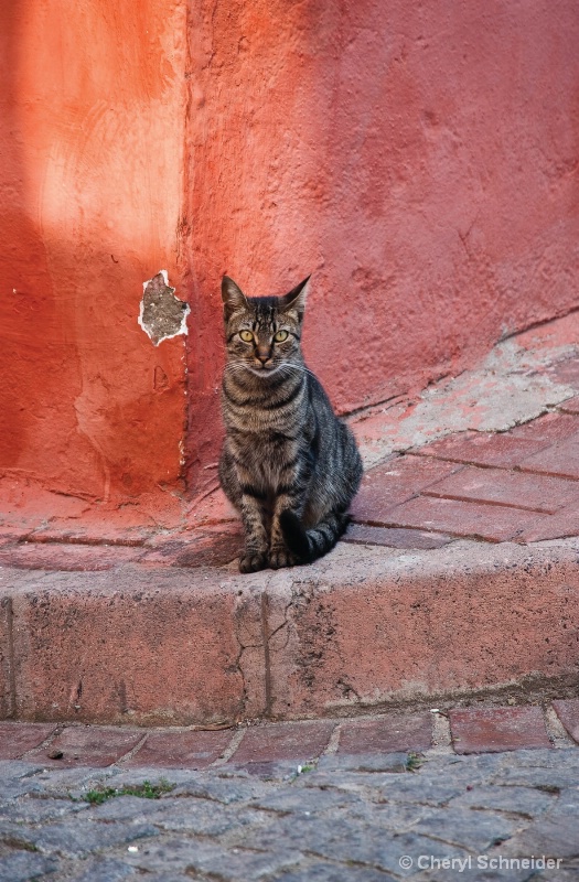 A Turkish Cat