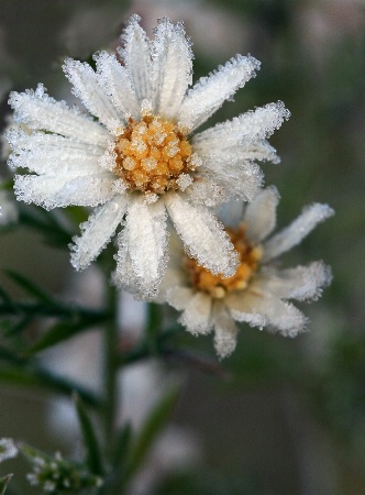 Frosted Wildflower