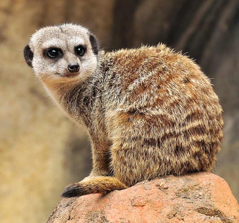 Meerkat