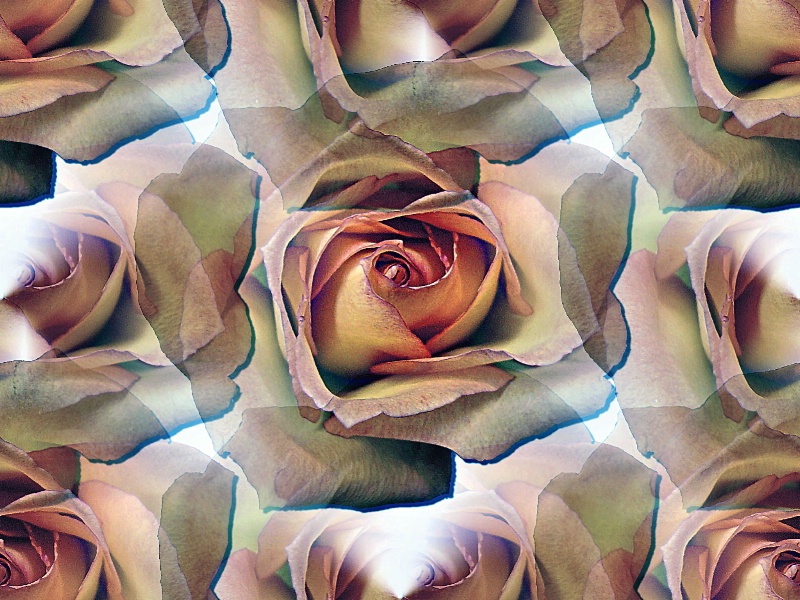 Dreaming Roses