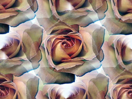 Dreaming Roses