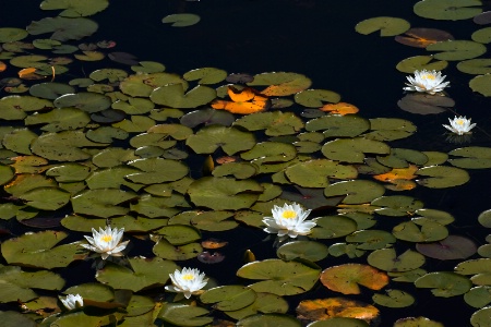 Water Lily Pnd