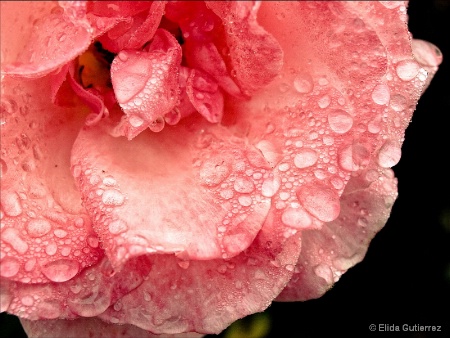 Rose droplets