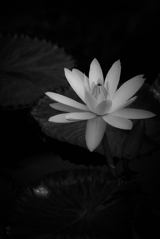 variation of a water lily - black and white