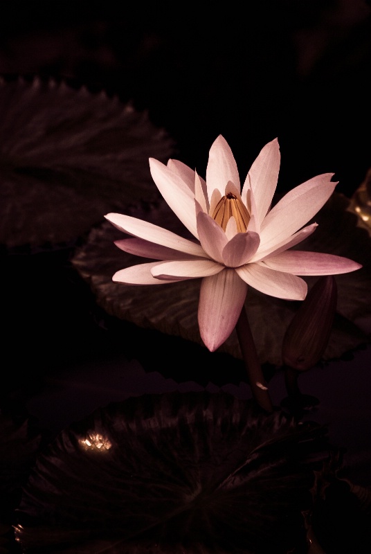 variation of a water lily - duotone