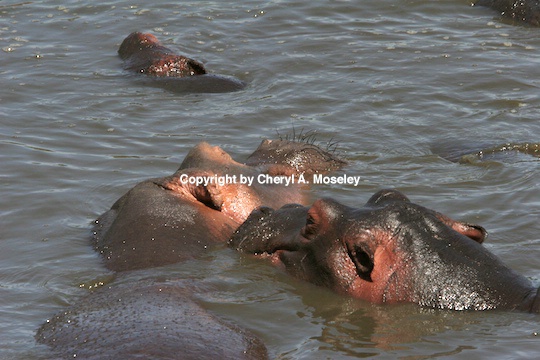 Hippo Whispering in Ear 6842