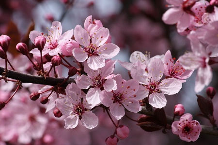 The bloom of the pink plum tree