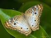 Blue bell