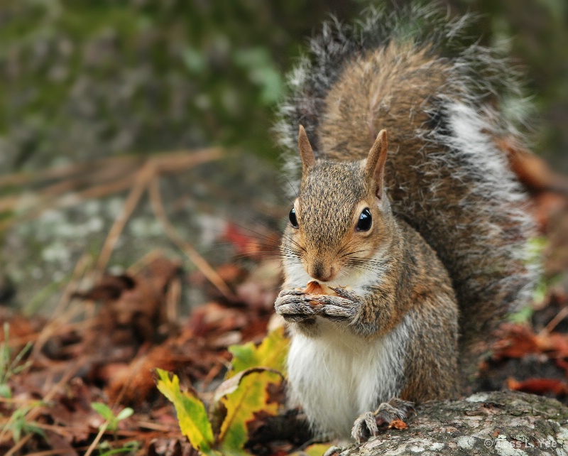 Whew!  Now I can enjoy my nutty treat!